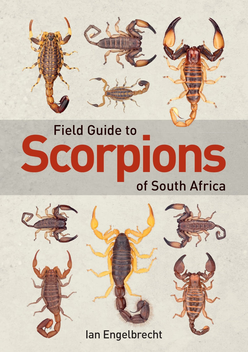 Field Guide To Scorpions Of South Africa - Readers Warehouse