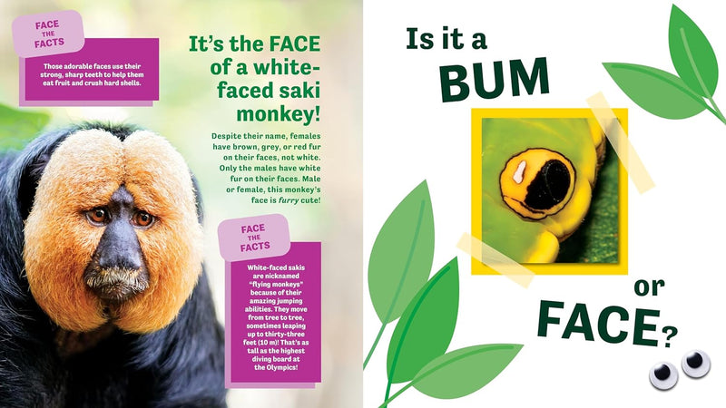 Bum or Face? Volume 2 : Revenge of the Bums
