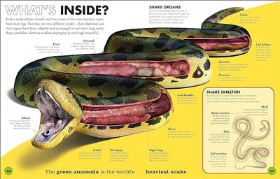 Everything You Need to Know About Snakes - Readers Warehouse